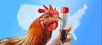 What does pasteurization entail? Can this get rid of bird flu?